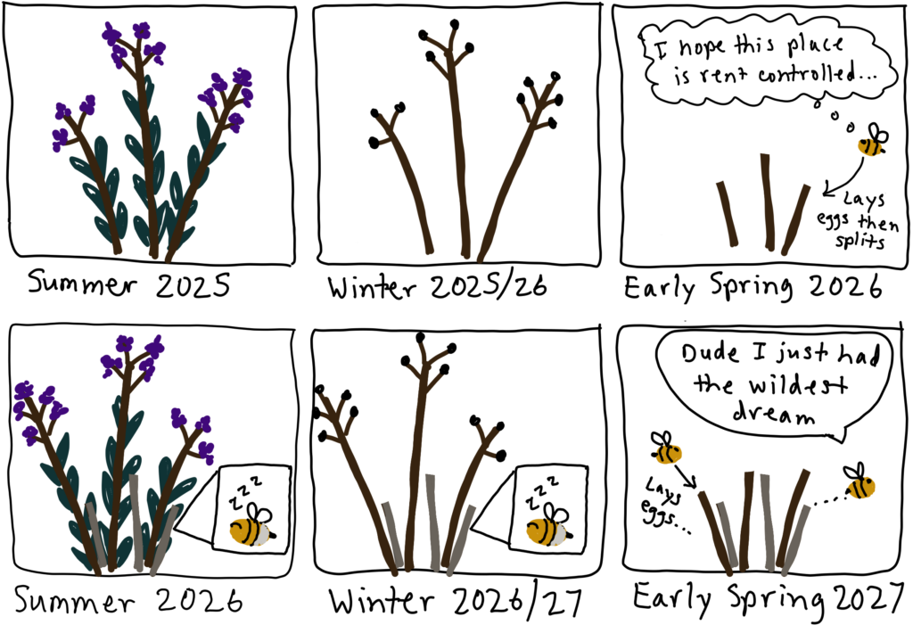 The life and times of stem-nesting bees