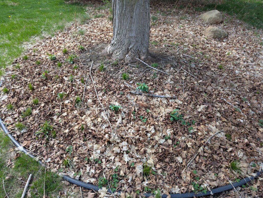 Native plants emerging through leaves