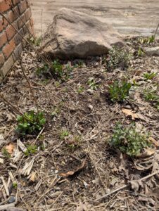 Smooth aster and blunt mountain mint