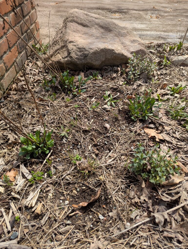 Smooth aster and blunt mountain mint