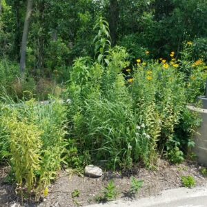 Fred A. Erb Arboretum garden