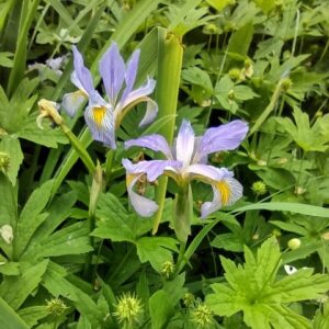 Blue flag iris