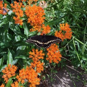 Black swallowtail on butterfly weed