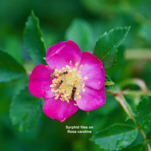 Syrphid flies on rosa carolina
