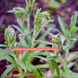 American lady caterpillars on pearly everlasting