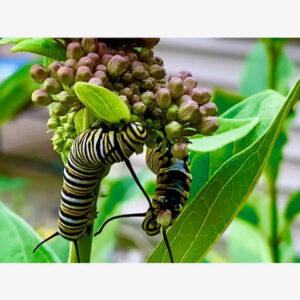 Monarch caterpillars on milkweed
