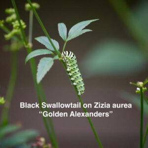 Black swallowtail caterpillar on golden alexanders