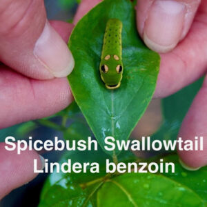 Spicebush swallowtail