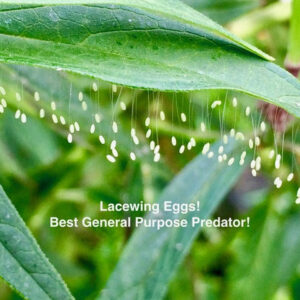 Lacewing eggs