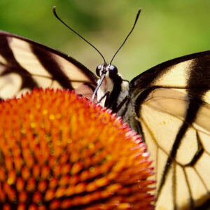 Swallowtail butterfly